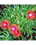 Delosperma Sundella Red